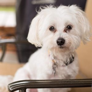 Meet your Posher, Lindsey